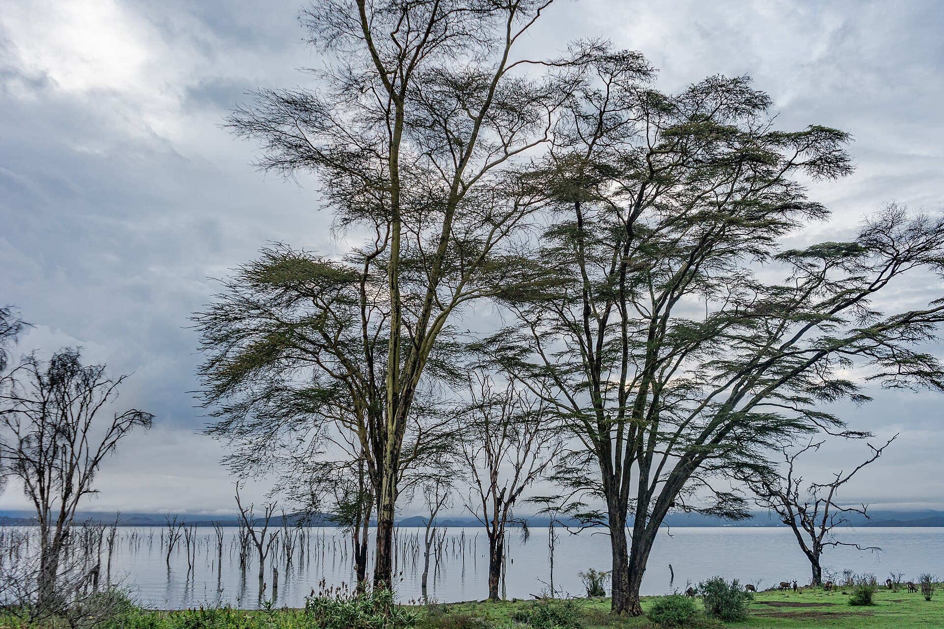 Lake Naivasha